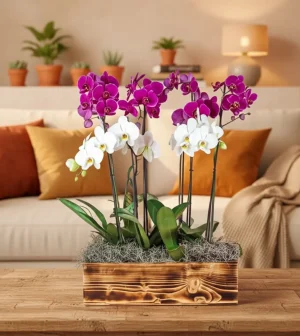 Fallecimiento sentido pesame con orquídeas premium en arreglo floral elegante
